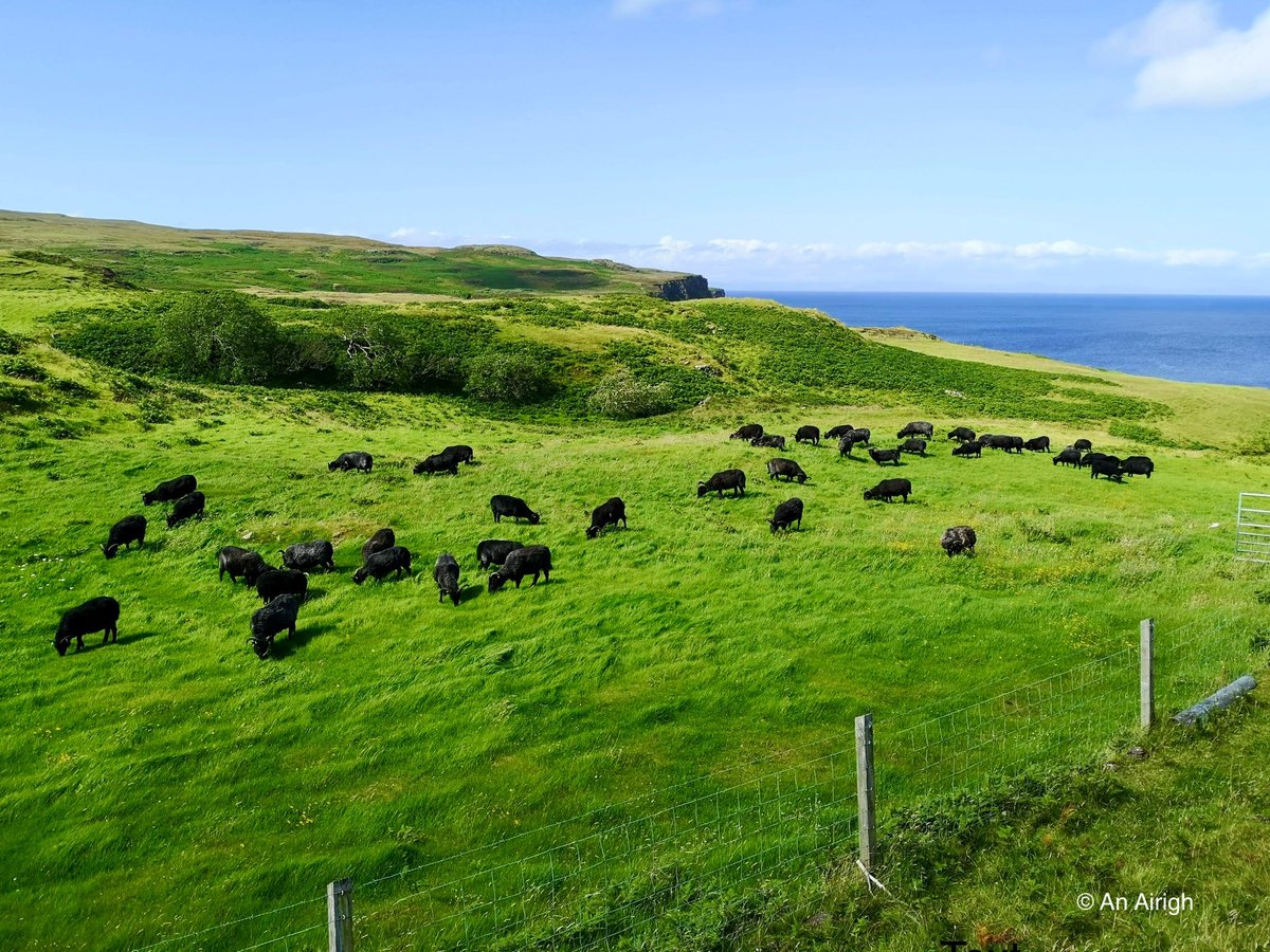 We finished shearing our Hebridean sheep and fleeces collected by <a href="/SkyeWeavers/">Skye Weavers</a> to make wonderful things. #Skye #croft #wool