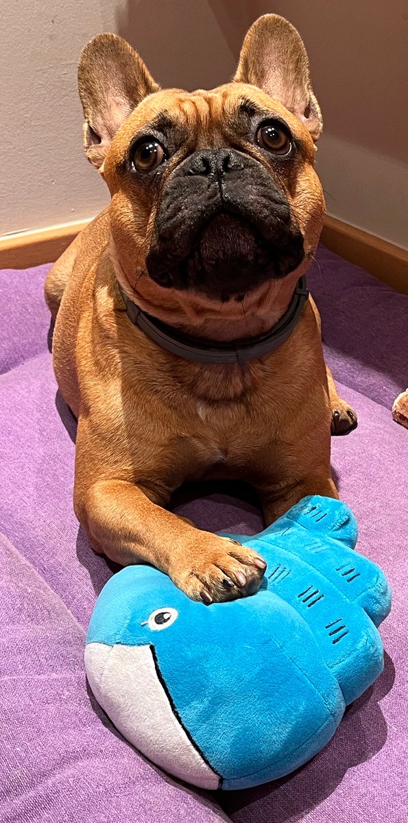 AngelBorroy's tweet image. Looks like Spock&apos;s got the hang of containerization! 🐋 
My Frenchie is ready to dive into @Docker—are you? 
#Docker #FrenchieLove #TechPup
