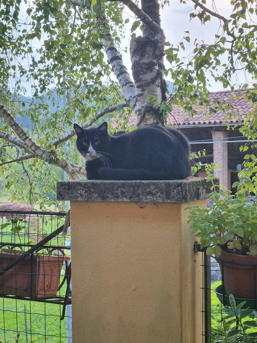 I miei gattoni
#ginominacalzinonerino