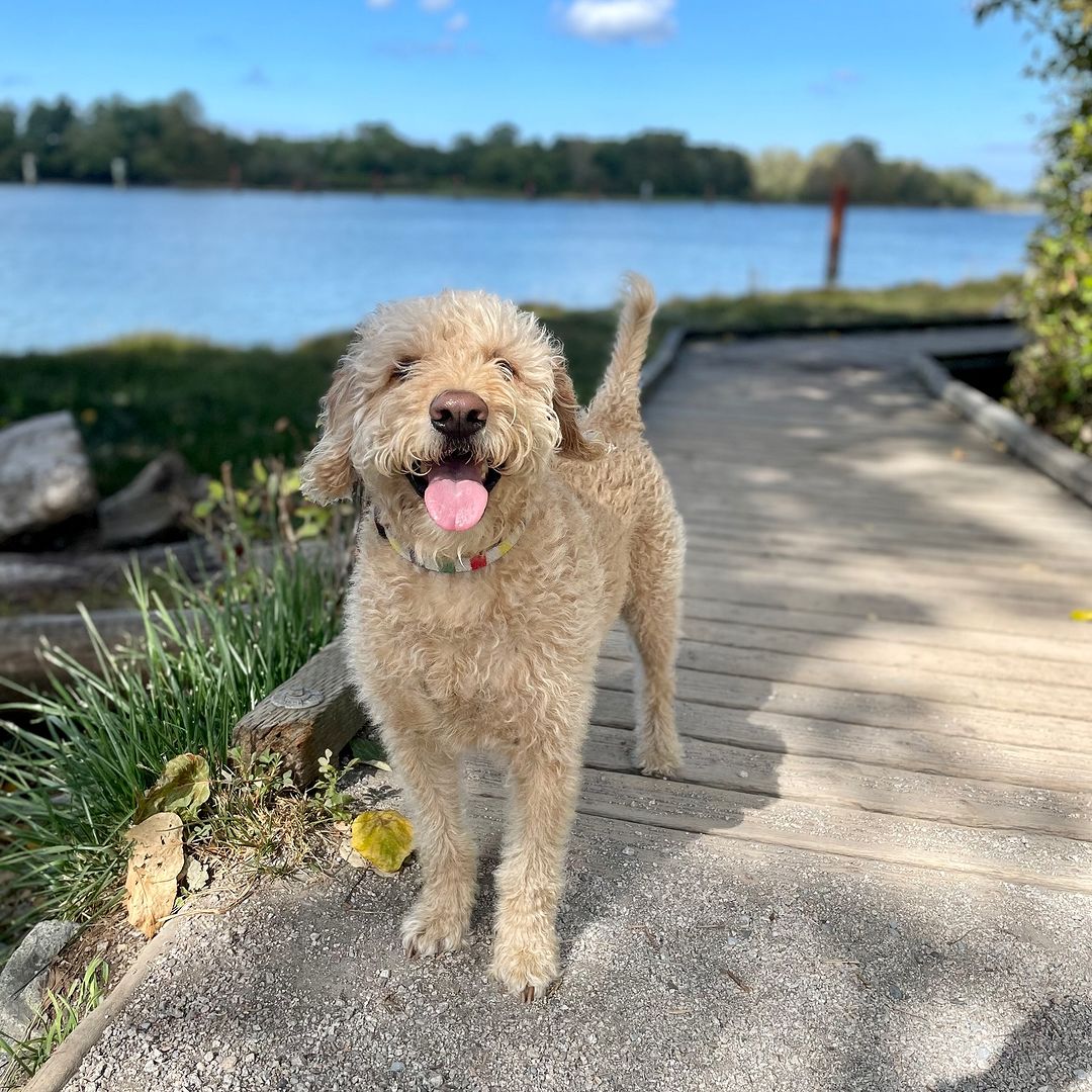 Soaking up the summer vibes in River District - tongue out and tail wagging! 🌞🐶 #pupparadise #riversidevibe 

📸ig: dudeitsnelson