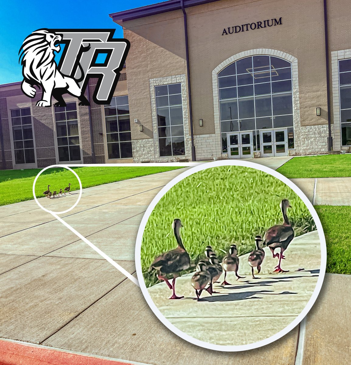 Estevan Murillo III (@estevanmurillo3) on Twitter photo A hectic first day of getting the kids to school! Even our feathered families were running a little behind, but they managed to waddle their little ones safely to school. Looks like the ducklings are ready to quack open some books and start their learning adventure! <a href="/RandleHS/">Randle High School</a> A hectic first day of getting the kids to school! Even our feathered families were running a little behind, but they managed to waddle their little ones safely to school. Looks like the ducklings are ready to quack open some books and start their learning adventure! <a href="/RandleHS/">Randle High School</a>