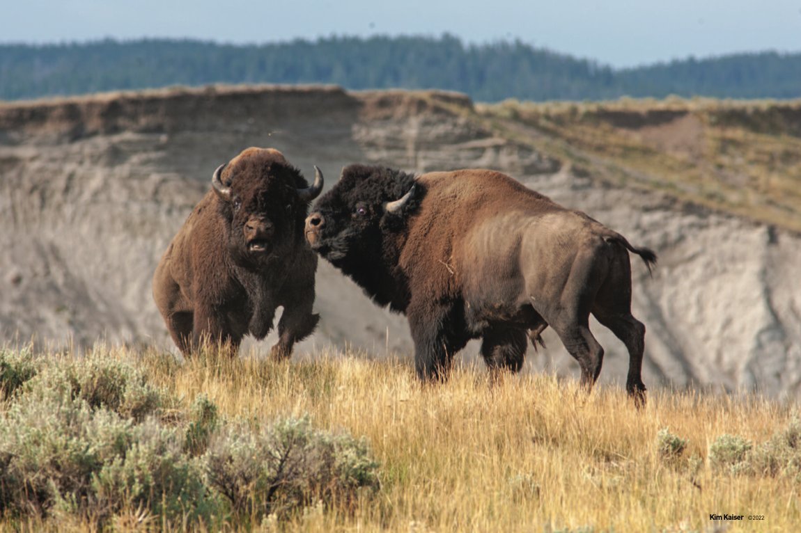 Buffalo Field Campaign tweet media