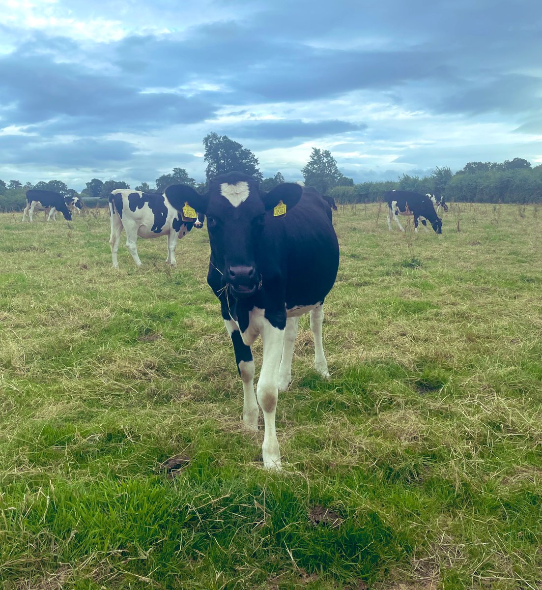 A few people asking me if I’m still doing talks, webinars, farm meetings, etc on minerals …YES!

Currently taking bookings for Sep-Dec before I go on my next set of Nuffield travels

Just send me a message to discuss 🐄🐏

An example can be found here:
youtu.be/ARIlhubq9_g?si…