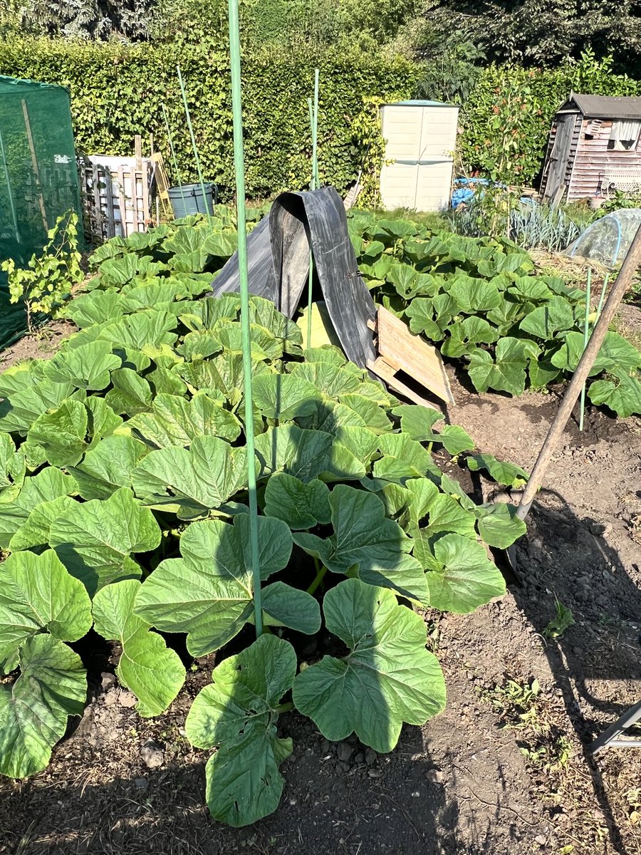 Fed watered and tucked up for the night #giantpumpkin mistress! 😍😍😍