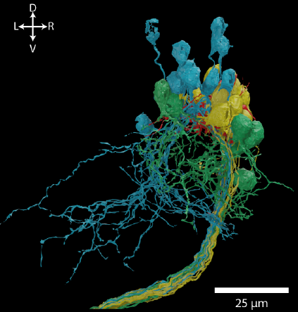 Charlie Dowell tweet media