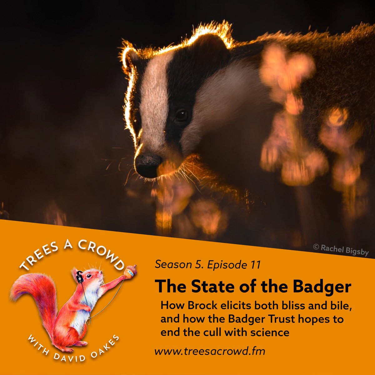 David Oakes (@david_oakes) on Twitter photo Legal battle coming soon spearheaded by <a href="/WildJustice_org/">Wild Justice</a> & <a href="/BadgerTrust/">Badger Trust</a>: bbc.co.uk/news/articles/…
If you’d like to hear more about BTb, the (small) role Badgers play in spreading it, and the resulting culls, then listen to <a href="/TreesACrowdpod/">Trees A Crowd</a> tomorrow! Legal battle coming soon spearheaded by <a href="/WildJustice_org/">Wild Justice</a> & <a href="/BadgerTrust/">Badger Trust</a>: bbc.co.uk/news/articles/…
If you’d like to hear more about BTb, the (small) role Badgers play in spreading it, and the resulting culls, then listen to <a href="/TreesACrowdpod/">Trees A Crowd</a> tomorrow!