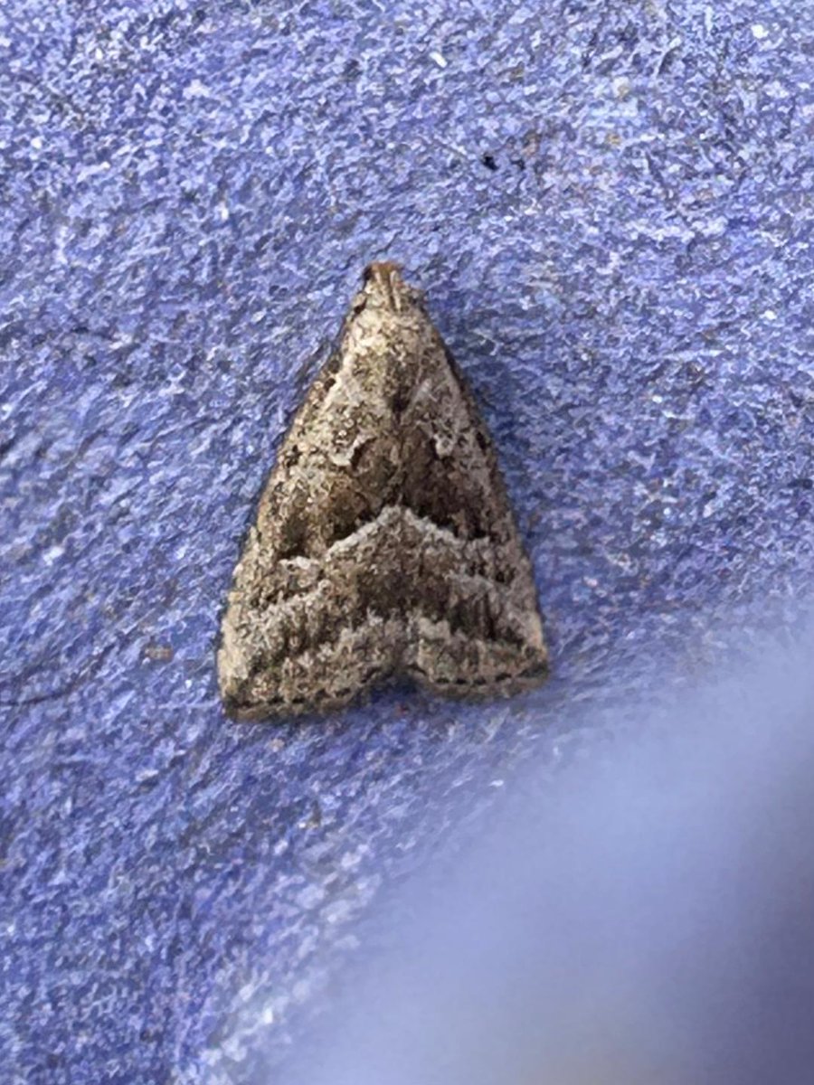 Matt Busuttil (@buffmypylon) on Twitter photo I was struggling on this one but I think it might be a well marked Marsh Oblique Barred.. <a href="/MOTHIDUK/">UK Moth Identification</a> I was struggling on this one but I think it might be a well marked Marsh Oblique Barred.. <a href="/MOTHIDUK/">UK Moth Identification</a>