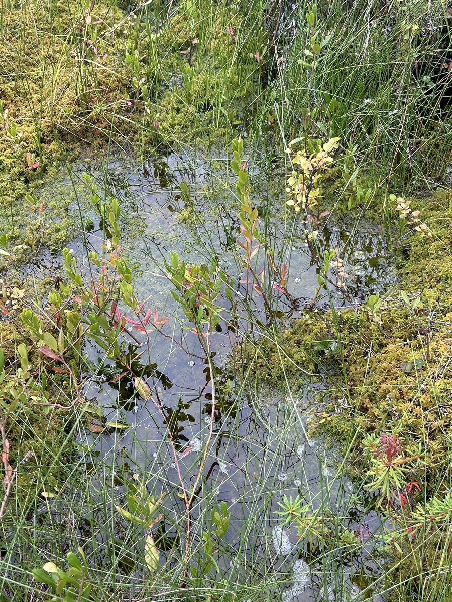 Permafrost thaw can lead to ground collapse and flooding, triggering large releases of methane to the atmosphere. 

pre-thaw👇🏼    post-thaw👇🏼