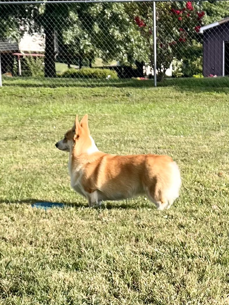 Candi_Corgi's tweet photo. Sweet Corgi EVER! #Corgi https://t.co/HoTkyEknTX