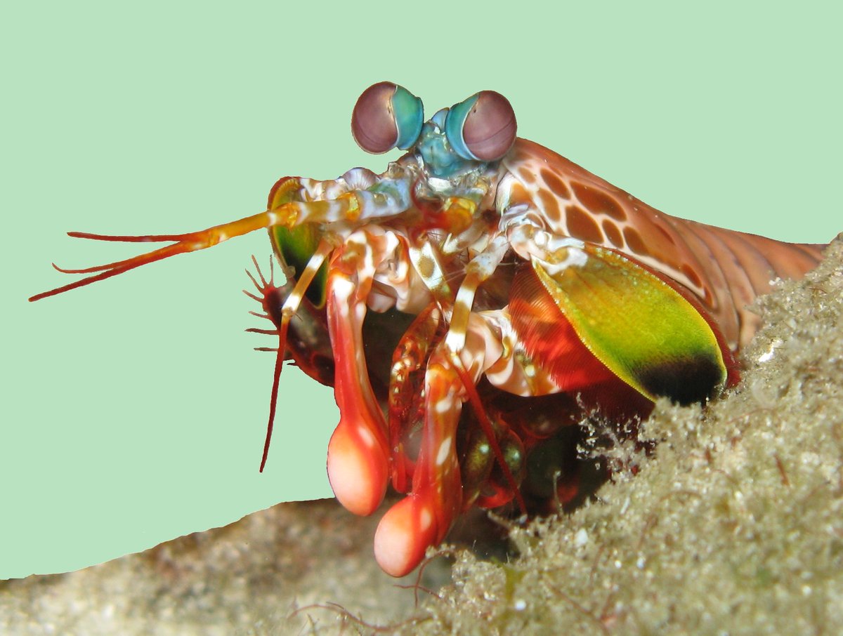SciKKU's tweet photo. กั้ง หรือชื่อภาษาอังกฤษว่า Mantis shrimp หรือ Stomatopod แบ่งออกคร่าว ๆ ตามระยางค์คู่ที่พัฒนามาเป็นอาวุธเพชฌฆาต ดังนี้ 

1. แบบ Spearer มีหนามแหลมที่ระยางค์ เอาไว้ทิ่มแทง (ดั่งในคลิป พี่สาวคงเจ็บน่าดู)

2. แบบ Smasher ซึ่งเป็นโครงสร้างที่แข็งแรงมาก ๆ สามารถดีดเปลือกหอยแตกได้ https://t.co/JjPAHBN4wb