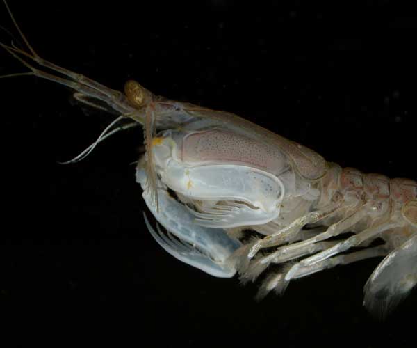 SciKKU's tweet photo. กั้ง หรือชื่อภาษาอังกฤษว่า Mantis shrimp หรือ Stomatopod แบ่งออกคร่าว ๆ ตามระยางค์คู่ที่พัฒนามาเป็นอาวุธเพชฌฆาต ดังนี้ 

1. แบบ Spearer มีหนามแหลมที่ระยางค์ เอาไว้ทิ่มแทง (ดั่งในคลิป พี่สาวคงเจ็บน่าดู)

2. แบบ Smasher ซึ่งเป็นโครงสร้างที่แข็งแรงมาก ๆ สามารถดีดเปลือกหอยแตกได้ https://t.co/JjPAHBN4wb