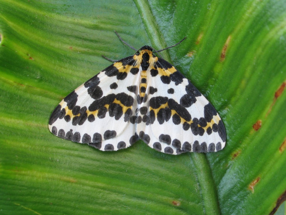 Butterfly Conservation 🦋 tweet media