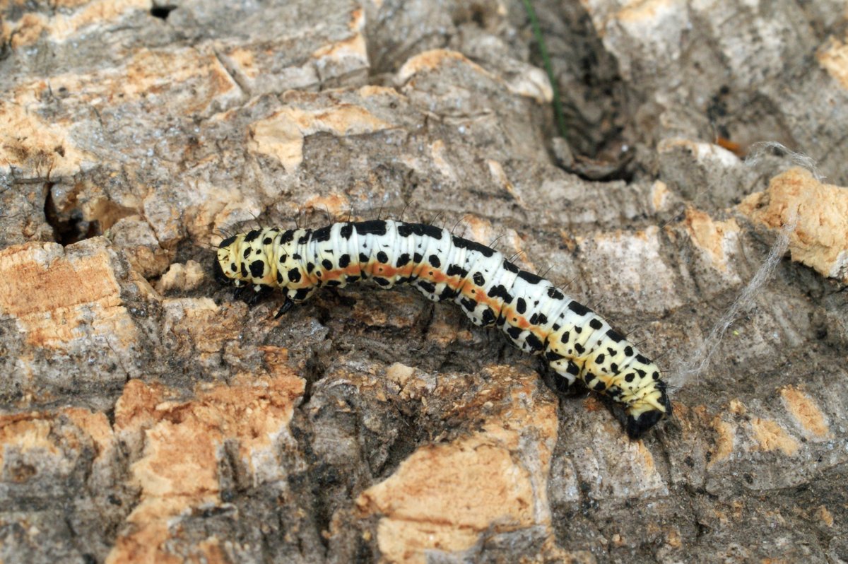 The beautiful Magpie moth (Abraxas grossulariata) is one of our species to see this month 😍

Most abundant on northern heather moorland but can also be found in gardens, allotments, hedgerows and woodland.

📷: Patrick Clement, Mark Parsons, Dave Shenton
#MothsMatter #MothMonday