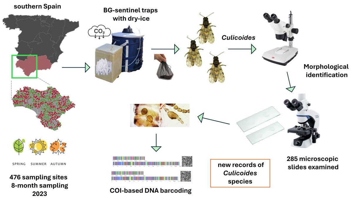📝New paper out: 

"Sampling of Culicoides with nontraditional methods provides unusual species composition and new records for southern Spain"

😜A new SPECIES discovered!

link.springer.com/article/10.118…

<a href="/FiguerolaLab/">FigueroLab</a> 
<a href="/JMartinezPuente/">Josué Martínez-de la Puente</a> 
<a href="/DanielBrav3/">Daniel Bravo</a> 
<a href="/Magallanes_S_86/">Sergio Magallanes Argany</a> 

#Culicoides