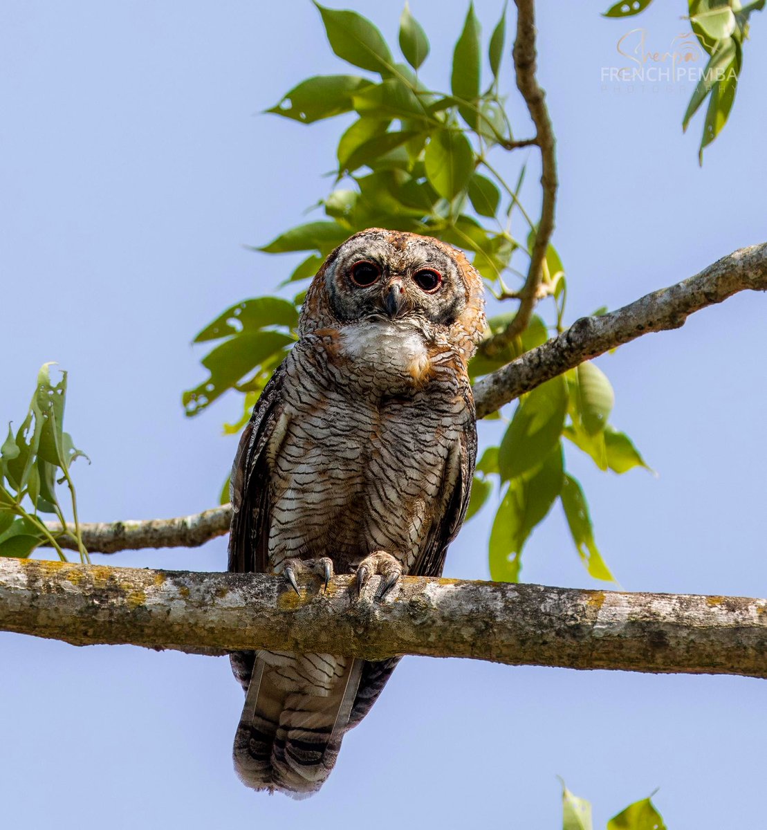 Mottled Wood Owl was among the last addition to Nepal's  owl species --and in total country now has nearly 3 dozen types. First recorded in Bardia--it was soon to be found to occur throughout the terai plains west of Chitwan in suitable habitats (PC FP Sherpa).