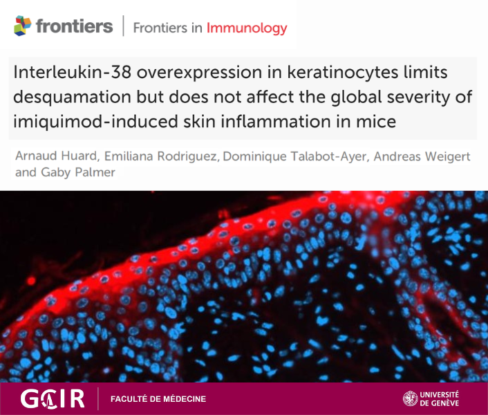 GCIR_Unige's tweet photo. News in psoriasis! 
#IL38 protein in mice reduces #psoriasis scaly patches without affecting overall #inflammation. A promising step for future treatments!

In @FrontImmunol by GCIR Prof. Gaby Palmer &amp; @ArnaudHuard 

Full https://t.co/PZxBw08Jty
Summary https://t.co/ZpuOrFOvst https://t.co/BADZyqAq0r