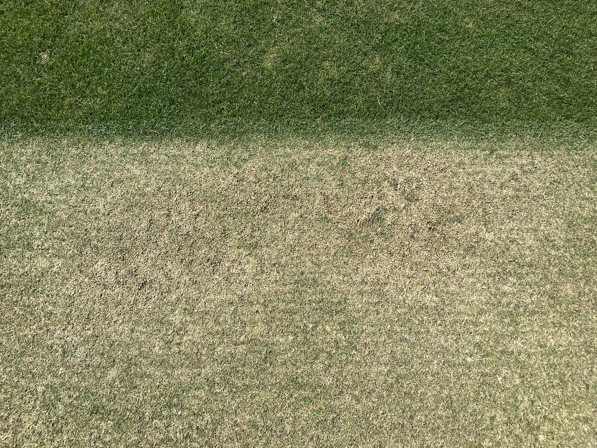 ParkersPitches's tweet photo. One for the cricket purists… 

This slightly odd patch is where we spilt a bit of fertiliser earlier in the year. Not enough to kill the grass but has grown like hell and been the best looking patch on the square all season. But once cut down it is patchy and thin. The grass is very coarse even after regular verti-cutting and glad it’s on the edge of the pitch. 

This is a good example of why we like to keep squares slightly on the hungry and dry side. We believe grass with everything it needs gets a bit lazy and won’t perform how you would like for a cricket square. 

#grassnerd