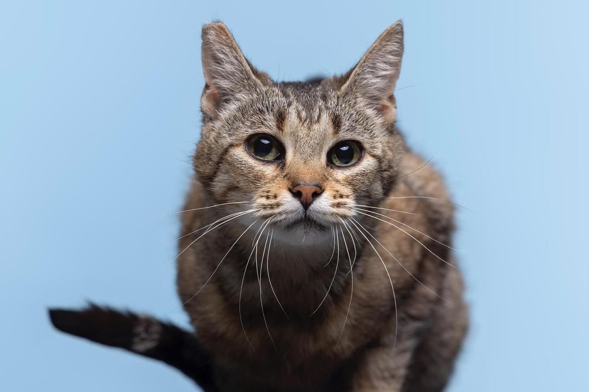 Os presentamos a Colmi, una de nuestros Peludos Centella, nuestros peludos más luminosos en la sombra y que pasan totalmente desapercibidos.
Intentamos día a día que no se apague su ✨chispa✨ ¿Nos ayudas a difundirla? 💙

Hoy os presentamos a nuestra pequeña Colmi.

Colmi tiene