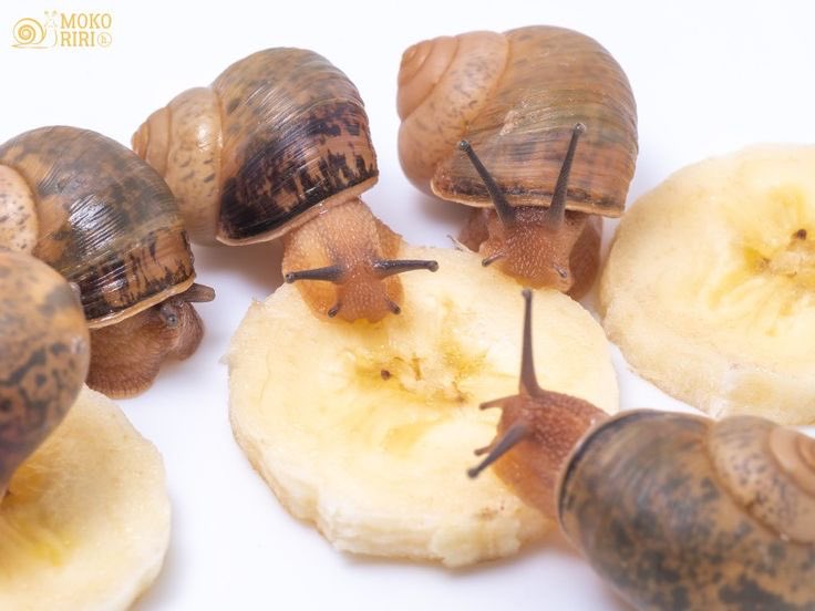 cei .ᐟ ༘ tweet media