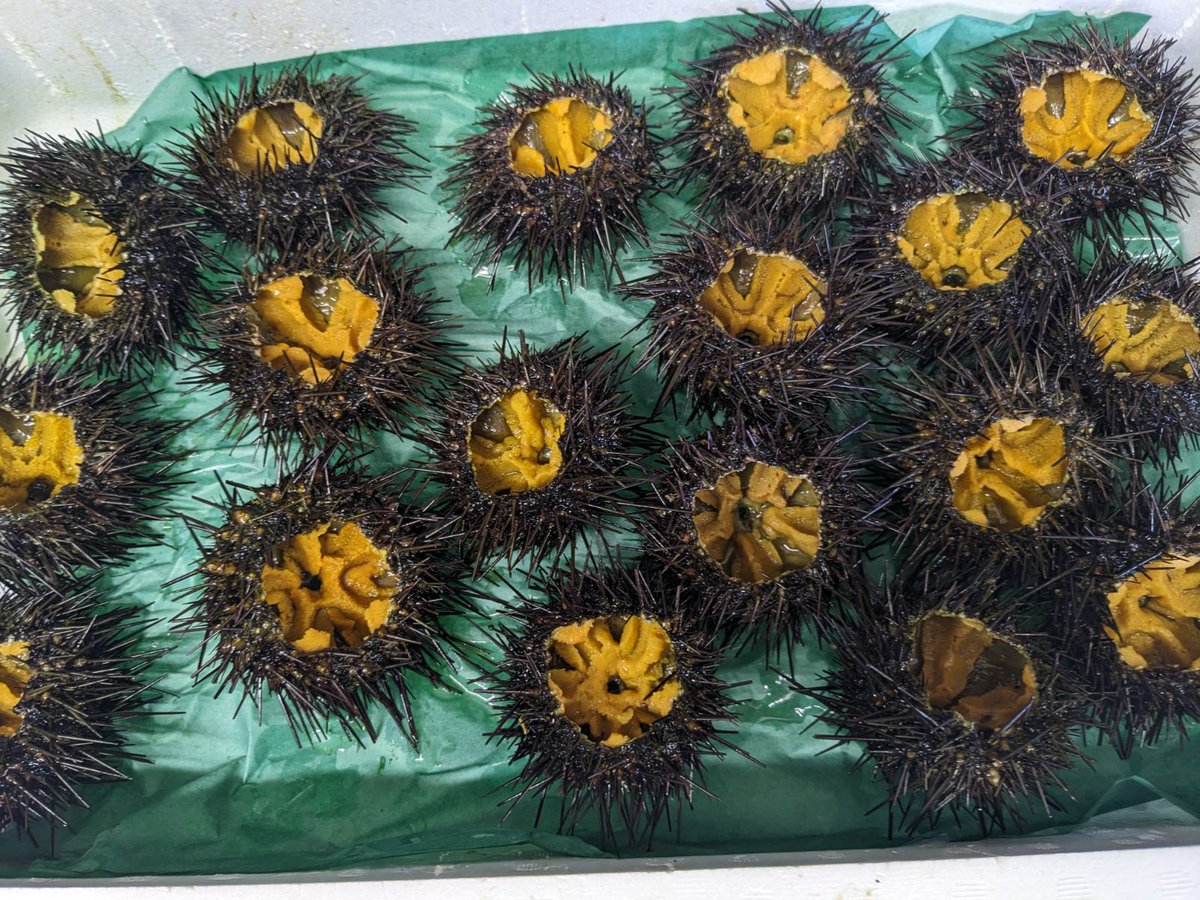 がぜうにそろそろ終盤戦です
#天然とらふぐ
#ふかひれ
#宇都宮
#けせもい
#気仙沼
宇都宮市仲町3−19
宇都宮ハイツ1かい
0286241913
kesemoi.com