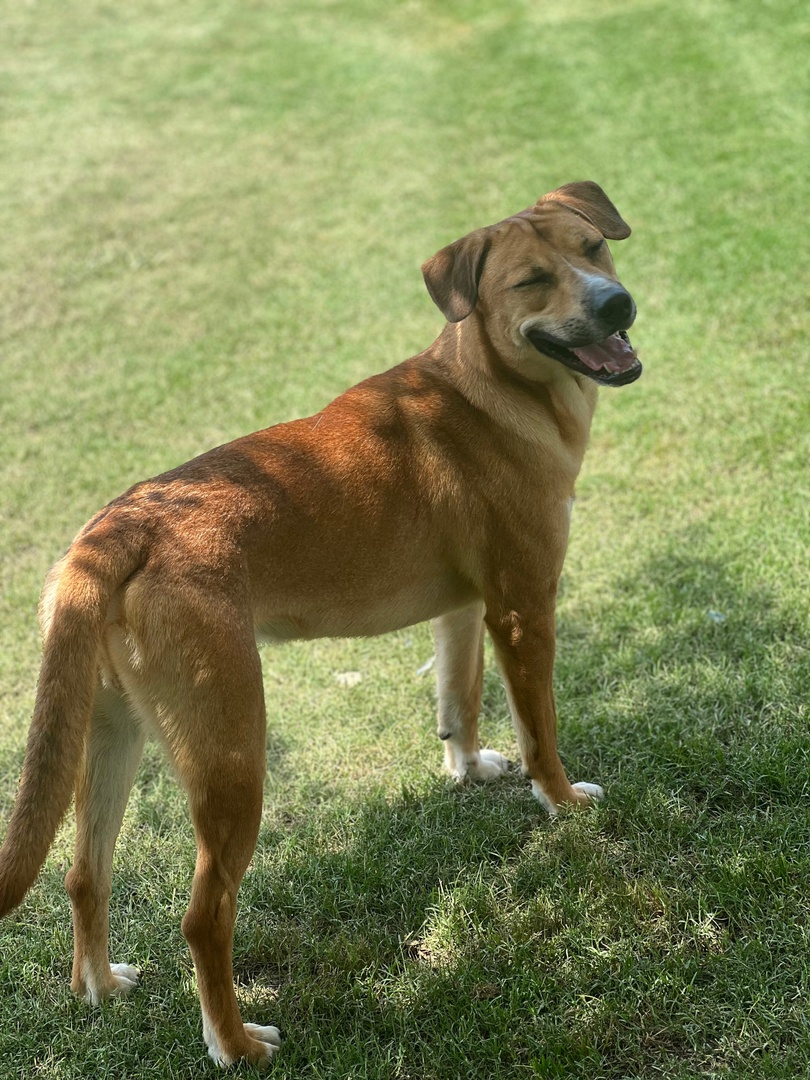 MemphisHumane's tweet image. Kenneth isn&apos;t &quot;just Ken&quot; in our world! This distinguished gentleman plays well with every dog he meets. Although he can be shy with new people, he is the sweetest pup once he gets to know you. 

Are you ready to meet Kenneth? Apply today! memphishumane.org/pet/kenneth/