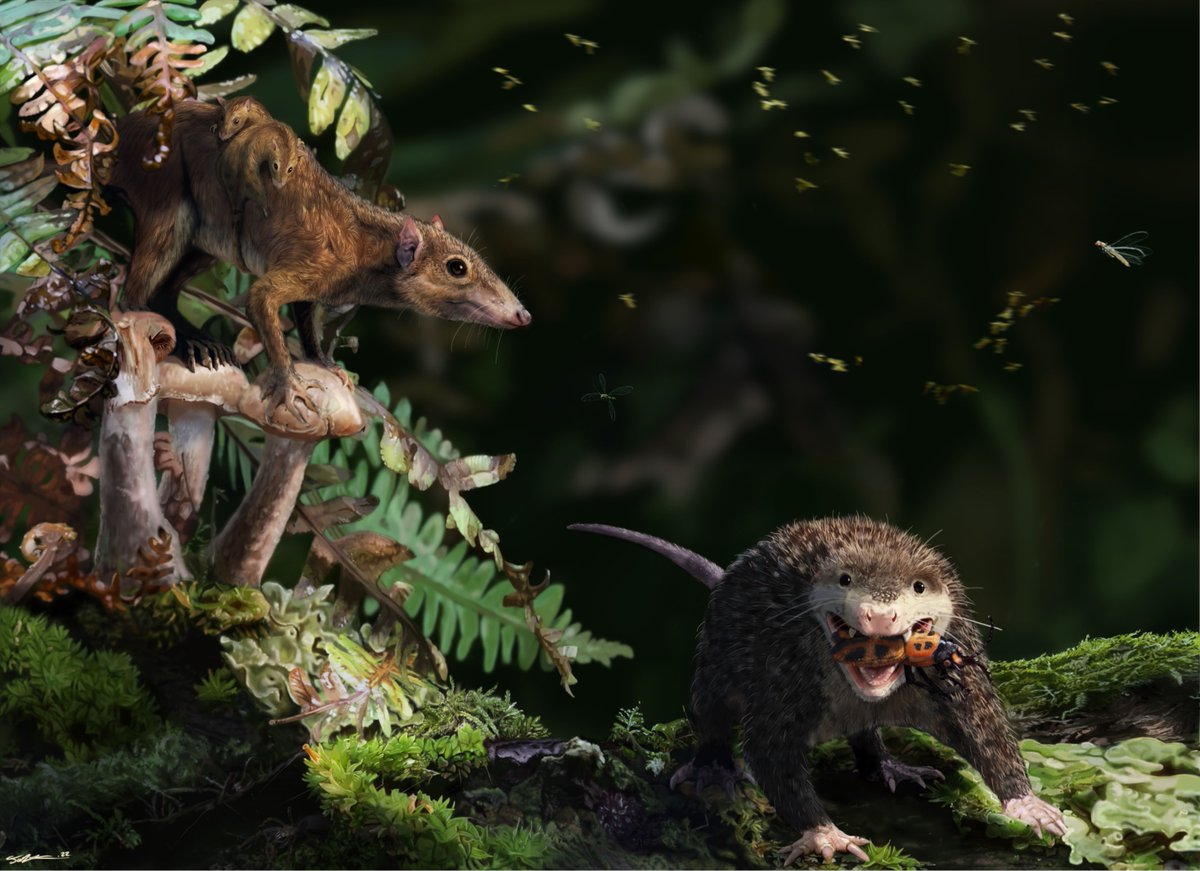psich_en's tweet image. #UsersAtPSI - Researchers at Queen Mary University of London @QMUL unlock life history secrets of Jurassic mammals using X-ray imaging at the #SwissLightSource #SLS. brnw.ch/21wLNOc

📷#SciencePic by UK palaeoartist James Brown
