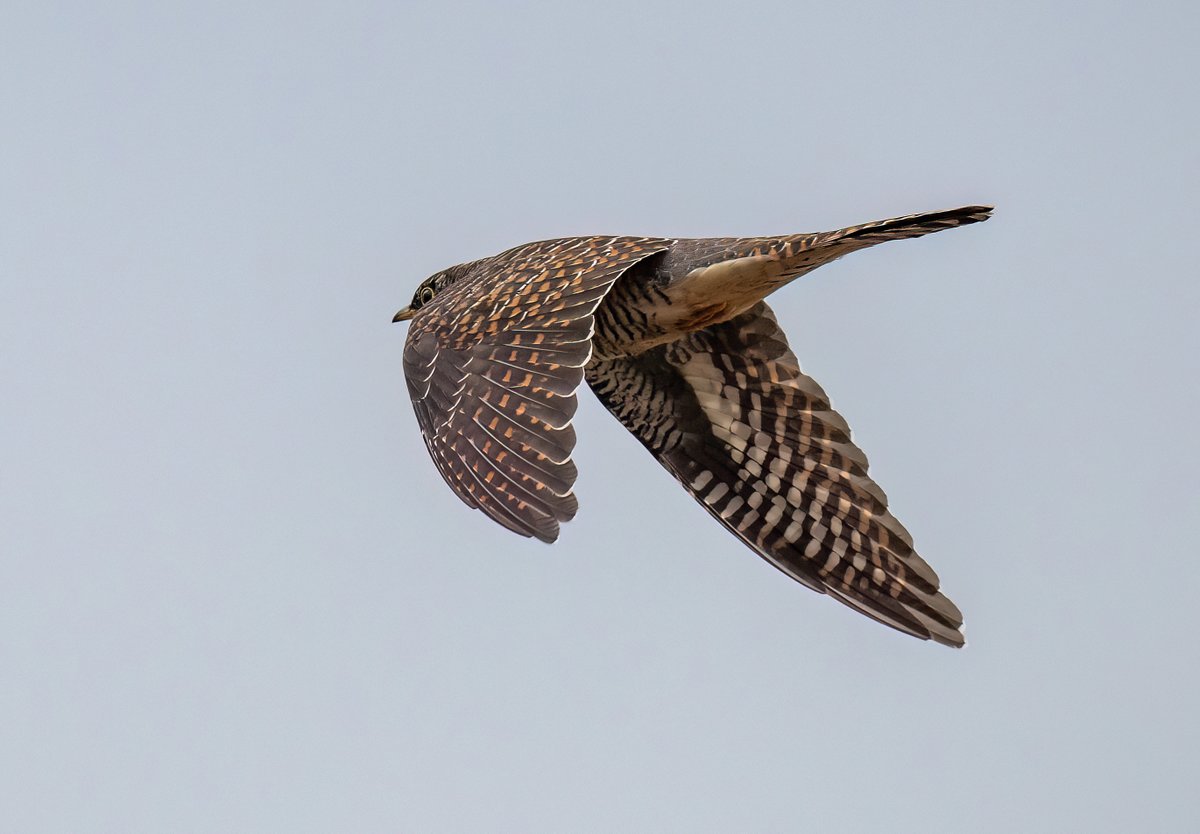 No Skuas but lucky to catch a passing juvenile cuckoo. Seaton Snook Saturday. <a href="/teesbirds1/">teesbirds</a> <a href="/yorkshirewild/">Steve Farley</a>