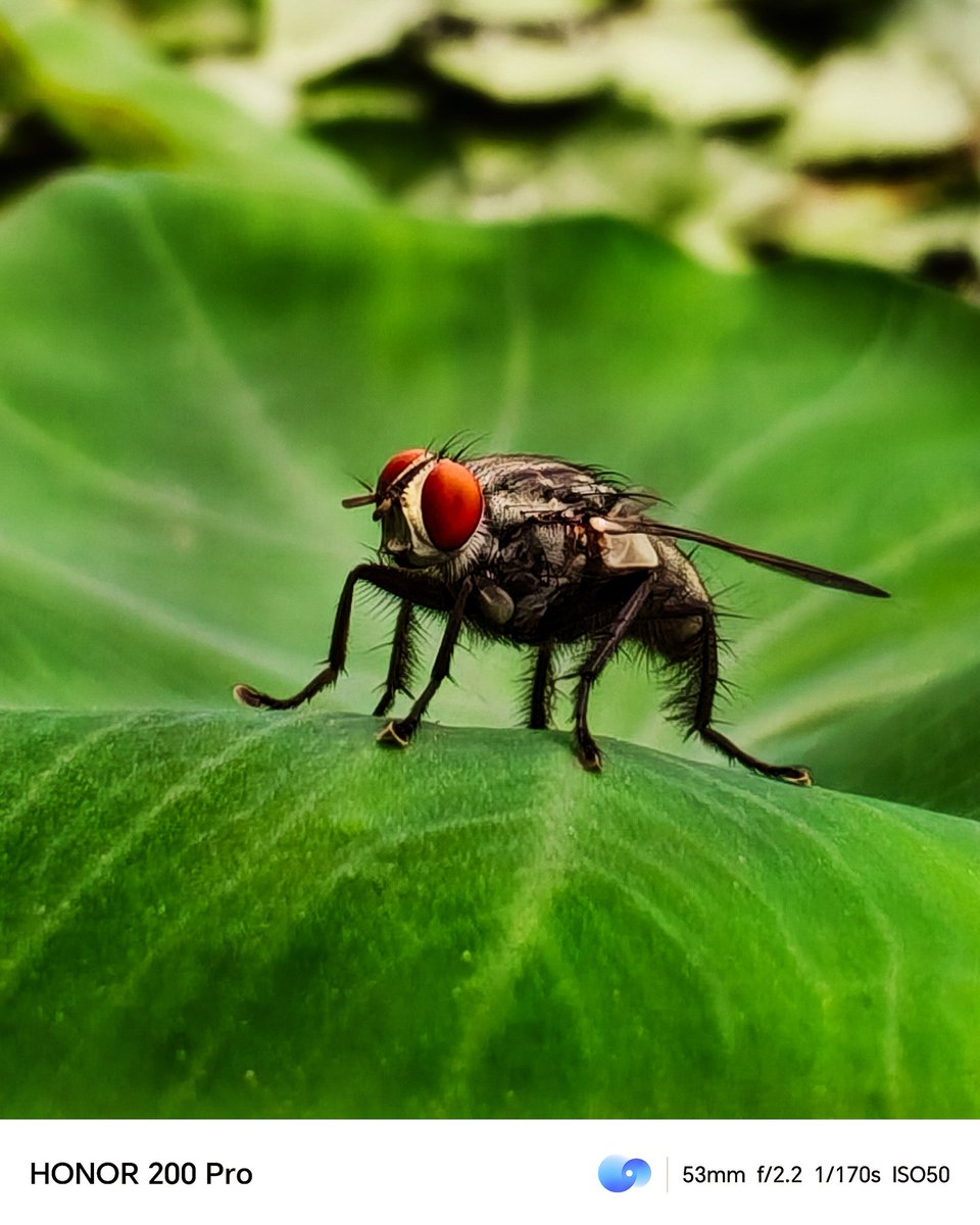 Tiny Details, Infinite Beauty 🪰📸🔍
.
.
.
#ShotOnHONOR with #HONOR200Pro
<a href="/ExploreHONOR/">Explore HONOR</a> #HONOR200Series5G #macrolens <a href="/MadhavSheth1/">Madhav Sheth</a>
