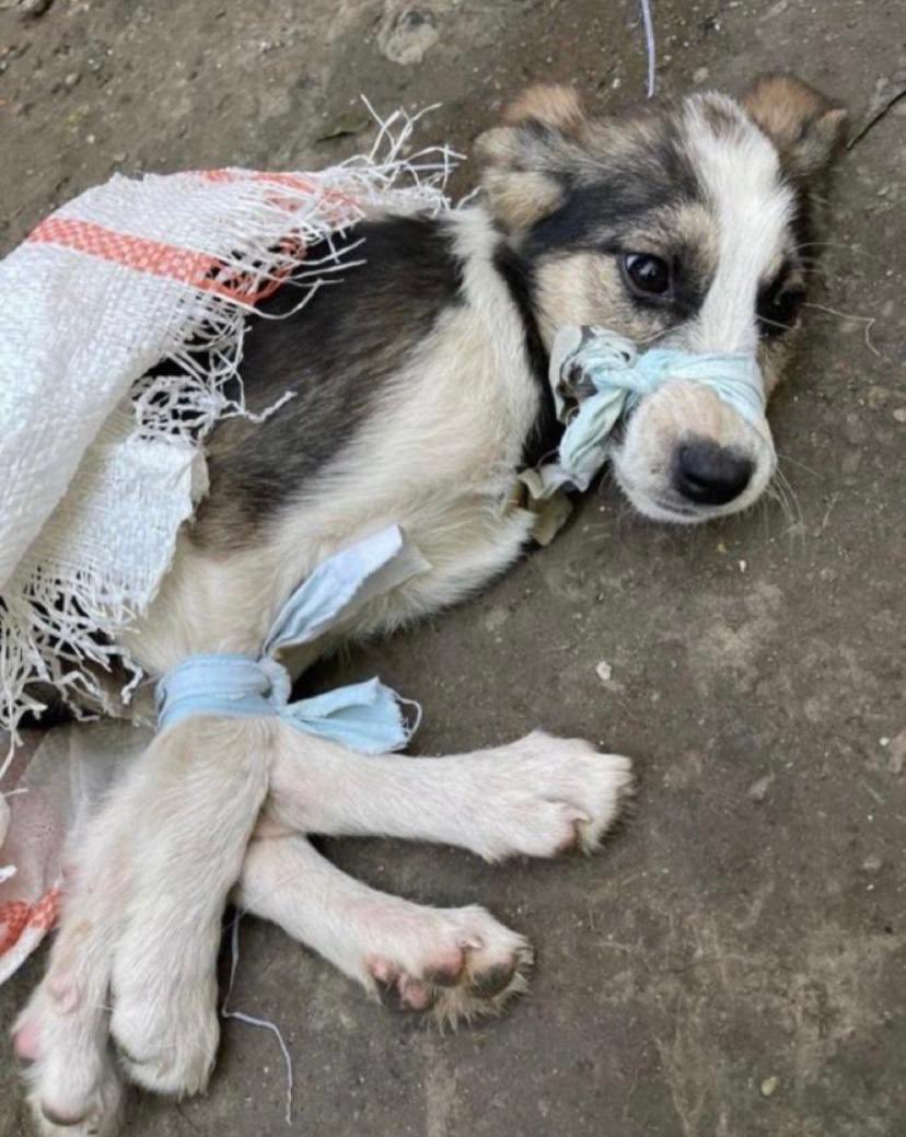 Siz busunuz! Siz(den) olmayanı öldürürsünüz. Bir siz varsınız çünkü, her bir şey size çalışmalı. Utanıyoruz, çok utanıyoruz!