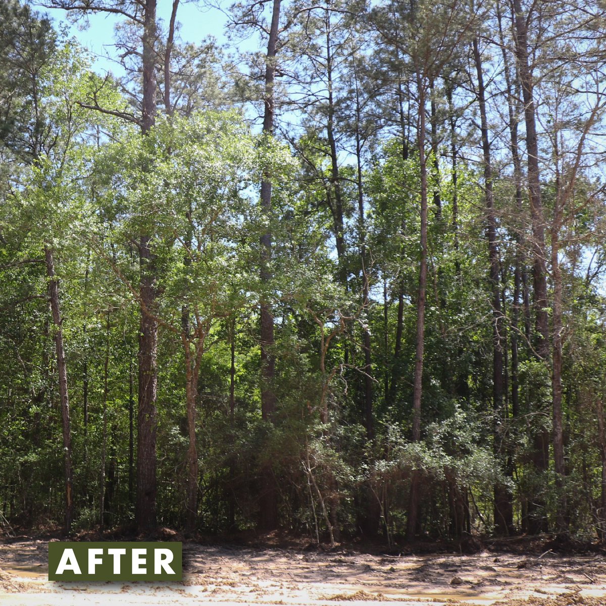 We clean up well!

Work is ongoing to clean up legacy pollution at abandoned oil and gas sites in @bigthicketnps in Texas.

Funding for the work comes from the Bipartisan Infrastructure Law, which is helping Interior plug, reclaim and remediate orphaned oil and gas wells.
