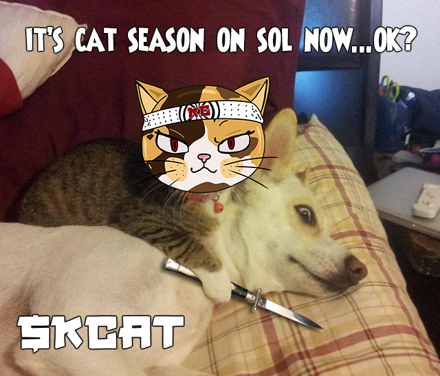 karate cat tweet media