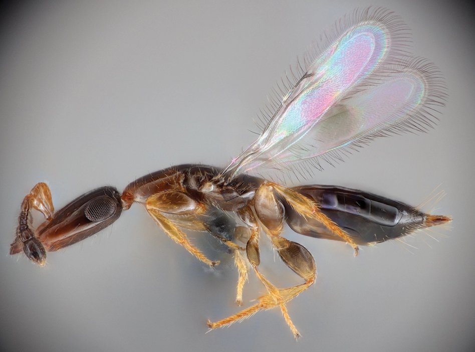 Hymenoptera Journal (@hymenopterajour) on Twitter photo A new species of chalcid wasp with remarkable behavior is described. Find out more about it here: doi.org/10.3897/jhr.97…
#parasitoids #wasps #Hymenoptera @UHManoa @uhhilo <a href="/HonoluluCC/">Honolulu Community College</a> A new species of chalcid wasp with remarkable behavior is described. Find out more about it here: doi.org/10.3897/jhr.97…
#parasitoids #wasps #Hymenoptera @UHManoa @uhhilo <a href="/HonoluluCC/">Honolulu Community College</a>