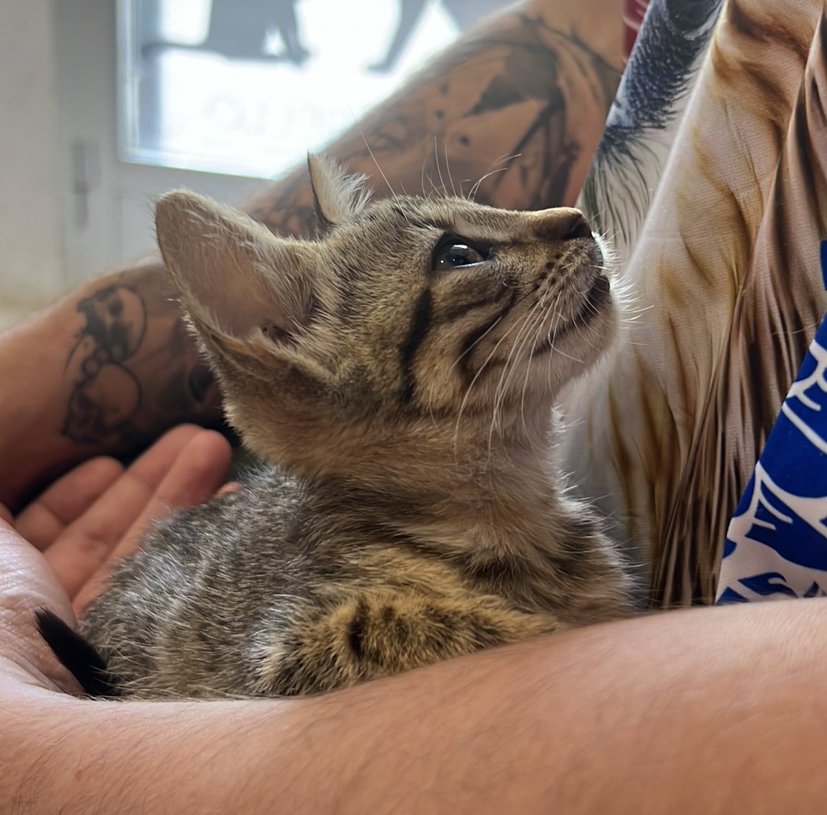 🍄Carnomiu🍄 tweet media