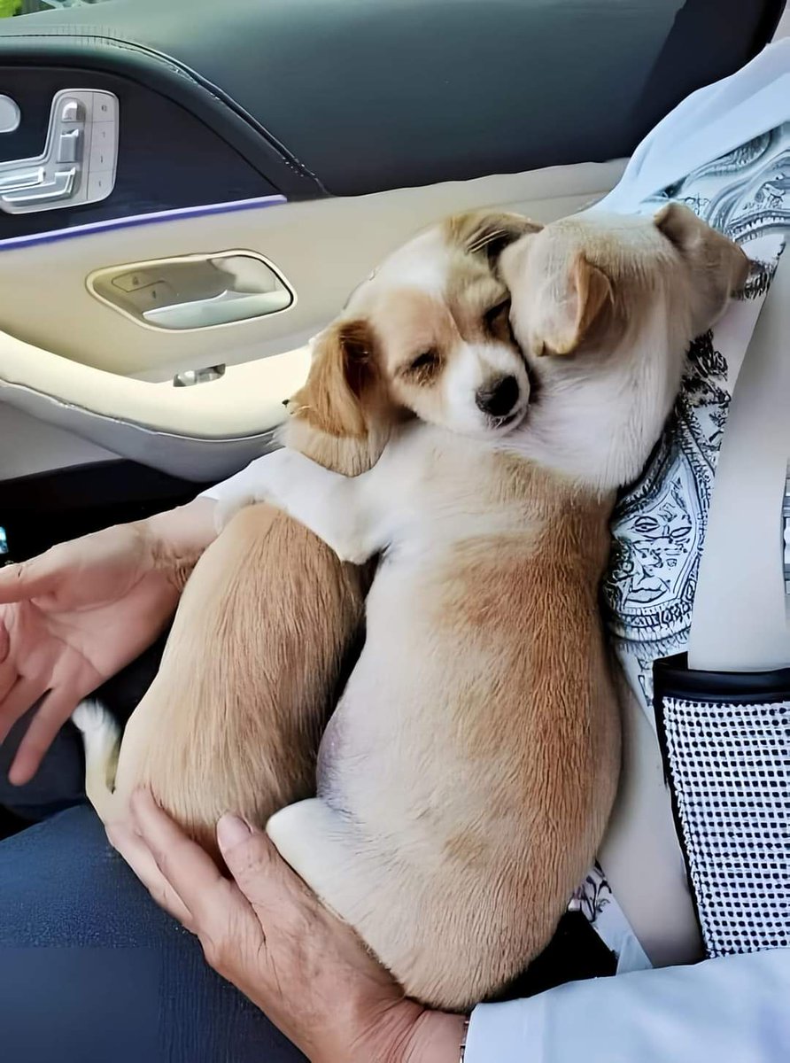 Last week Husband or me went to the shelter for adopt a baby. we saw these baby puppies that had saved by rescuers. that had lost their mother in an accident.😥

We chose a baby girl for adoption. But we noticed that both of them did not want to be separated from each other. they