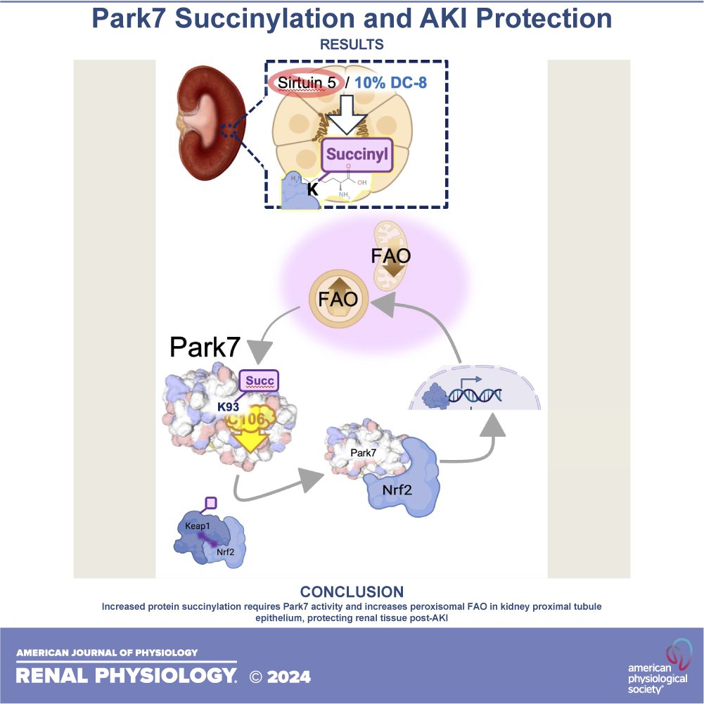 AJPRenal's tweet photo. #ShortReport

#Succinylation of #Park7 activates a protective metabolic response to acute kidney injury

By: Katherine Pfister, et al.
https://t.co/gyBmDumKGy
#AJPRenal #AKI @PittPediatrics https://t.co/ETMgKDG8zc