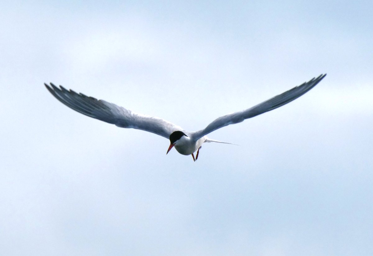 southdublinbirds (@birdwatchdublin) on Twitter photo Thursday 15th August @ 7pm. Sandymount strand tern roost watch. Wellies are advisable. More info at
South Dublin Branch of BirdWatch Ireland (southdublinbirds.com) please share <a href="/BirdsMatter_ie/">BirdsMatter_ie</a>
<a href="/BirdWatchIE/">BirdWatch Ireland</a> <a href="/DttDes/">DALKEY TIDY TOWNS</a> <a href="/dlrcc/">DĂșn Laoghaire-Rathdown County Council</a> <a href="/BWIFingal/">BWI Fingal</a> <a href="/NatureRTE/">Mooney Goes Wild</a> Thursday 15th August @ 7pm. Sandymount strand tern roost watch. Wellies are advisable. More info at
South Dublin Branch of BirdWatch Ireland (southdublinbirds.com) please share <a href="/BirdsMatter_ie/">BirdsMatter_ie</a>
<a href="/BirdWatchIE/">BirdWatch Ireland</a> <a href="/DttDes/">DALKEY TIDY TOWNS</a> <a href="/dlrcc/">DĂșn Laoghaire-Rathdown County Council</a> <a href="/BWIFingal/">BWI Fingal</a> <a href="/NatureRTE/">Mooney Goes Wild</a>