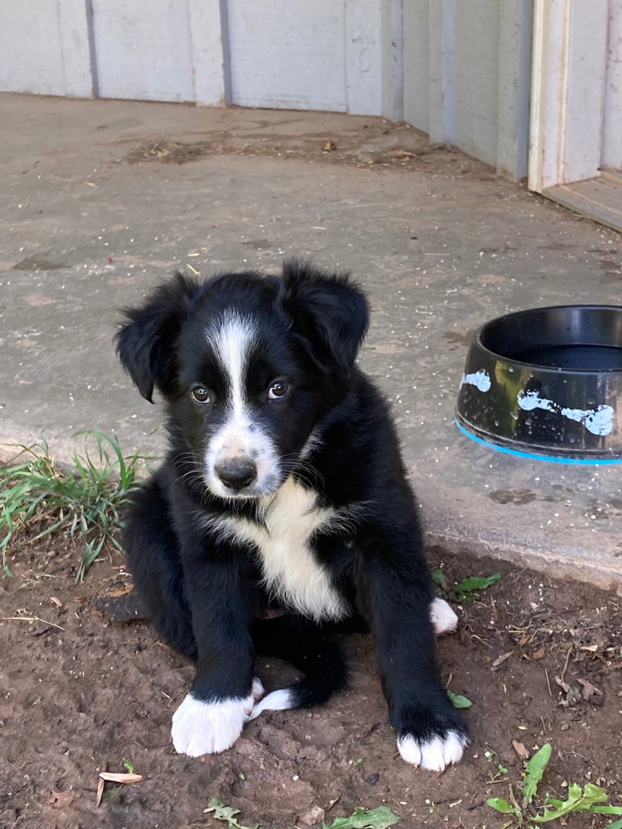 weaselskin1's tweet photo. @NatashaCL7 Our new border collie - Miss Mamba, full of Mamba Mentality. https://t.co/bY9qGIB8OM