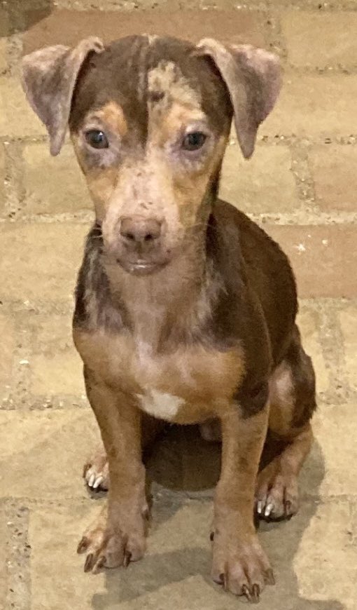 Timing wasn’t right for 1st person interested in this little👇🏼 abandoned pup, so Claire(found the pups &amp; isn’t on social media) is looking for a good home for him. He’s friendly &amp; affectionate, living with Claire (Cambs) atm &amp; has been wormed &amp; treated for ticks/fleas. Pls RT. Ty