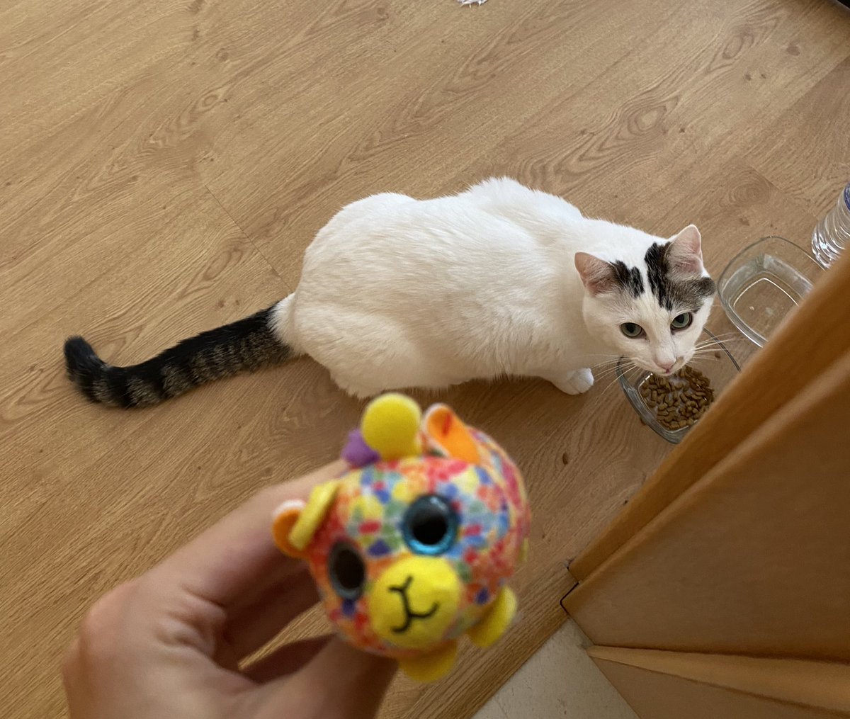 değişik ve boğuk şekilde miyavlıyordu bir şey oldu sanarak yanına koştum meğer tuttuğu fareyi bana göstermek istemiş, ben gelince ağzından bıraktı önüme 🫠 yetenekli kızım benim nasıl da yakalamışsın fareyi