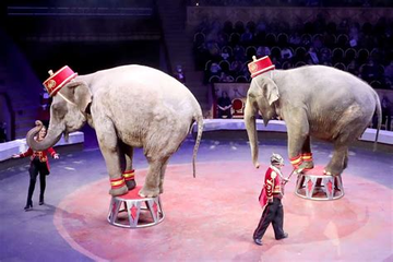 Cockato47613097's tweet photo. 8月12日 #WorldElephantDay 
#世界ゾウの日
#サーカス で虐待を受ける #ゾウ。
#ゾウライド /強制労働により苦しむ🐘。
劣悪な動物園で生き抜く🐘。#宮子
密猟の犠牲になる/居住区を失う🐘。
🐘らしく生きる権利を略奪されている🐘達の声なき悲鳴に耳を傾け彼らを #地獄 の世界から解放しよう!
😭🙏 https://t.co/Q2cvln0agz