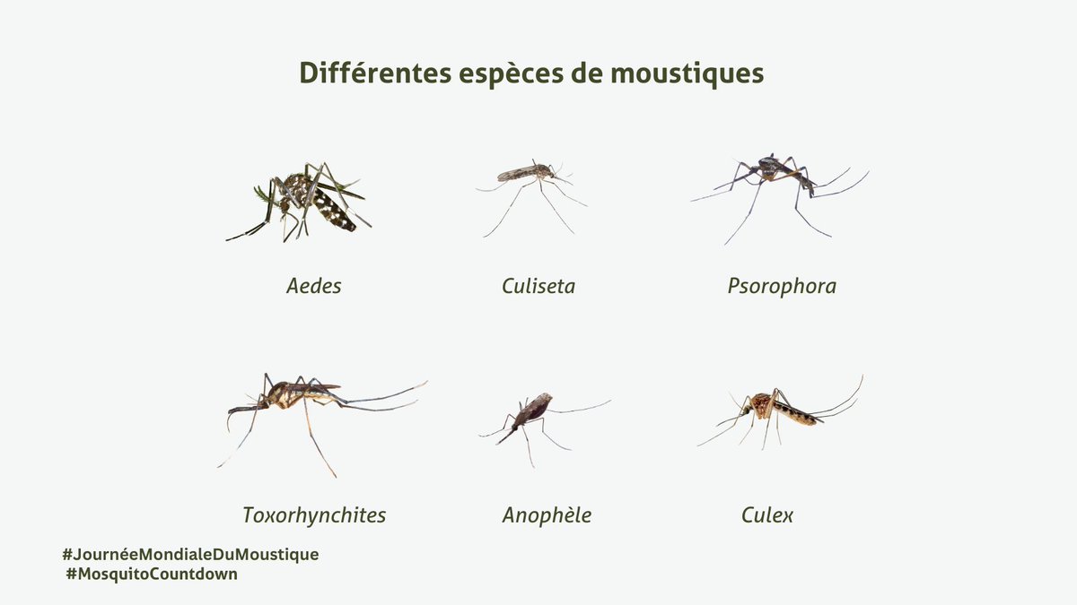 #LeSaviezVous Il existe plus de 3500 espèces différentes de moustiques dans le ​monde🌍 
Toutes ne transmettent pas de maladie, mais l'Anophele transmet le paludisme
#JournéeMondialeDuMoustique #Paludisme #EnFinirAvecLePaludisme ​#MosquitoCountdown #TeamZeroPalu