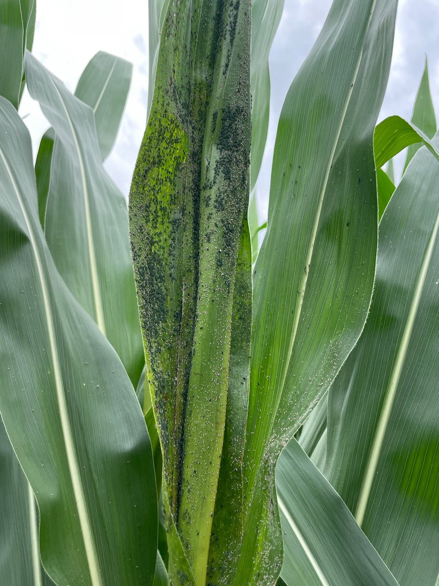 IPMPestScout's tweet photo. This year for the @ocj_ohioagnet and @OSU_Agronomy #OhioCropTour I was back in some corn fields north of Wooster in Wayne County. Yield estimates came in at 214 bu/A, and overall crop health was observed to be good, with just a few small flare ups of disease and insect pressure. https://t.co/sr1rU1BDTD