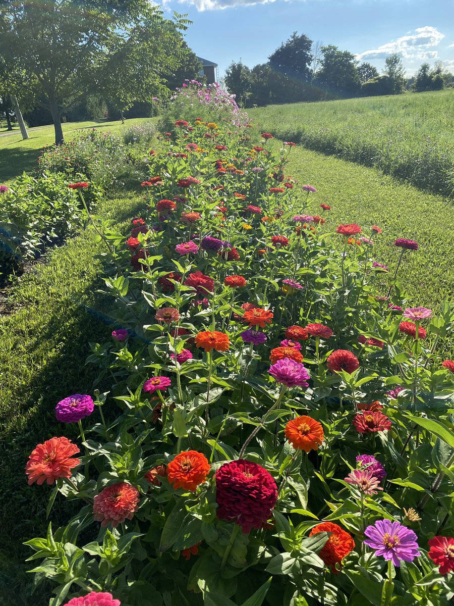 IRsweetcorn's tweet photo. Liam & Lucas’s “u-cut for university” flower patch is now OPEN! Small jar $10; large jar $15. If you are in a hurry, pre-cut flowers available at our veggie stand. Open 7 days/week 10am-6pm
#youngentrepreneur #farmfamily #ucut #universityfund #flowers #shoplocal #smallbusiness https://t.co/tkEWCSEj2v