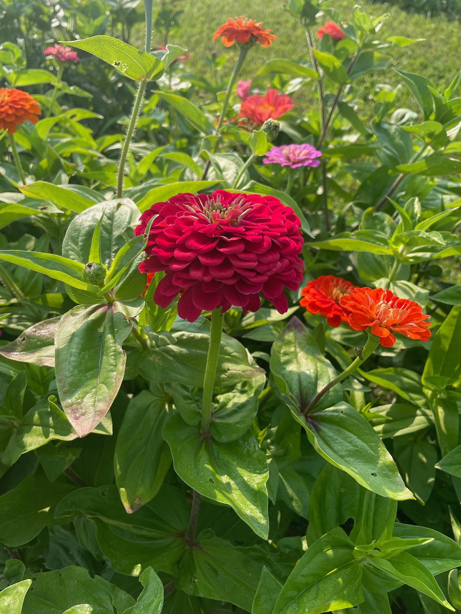 IRsweetcorn's tweet photo. Liam & Lucas’s “u-cut for university” flower patch is now OPEN! Small jar $10; large jar $15. If you are in a hurry, pre-cut flowers available at our veggie stand. Open 7 days/week 10am-6pm
#youngentrepreneur #farmfamily #ucut #universityfund #flowers #shoplocal #smallbusiness https://t.co/tkEWCSEj2v
