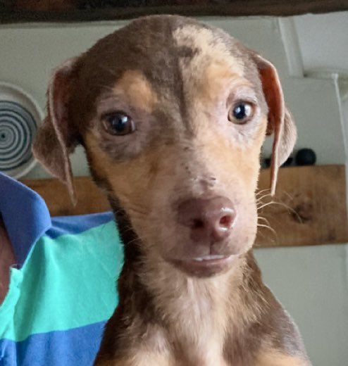 Due to neglect &amp; living out on the Fen for a while w. 2 other pups (💔) he’s skinny atm &amp; has lost a little hair on his face but is responding VERY well to his high calorie dinner atm &amp; is a very lovely Heinz 57 lad with some possible dachshund, terrier &amp; lurcher in him.
Teefs👇🏼