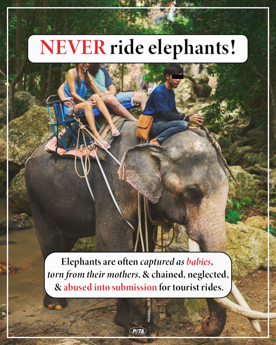 Elephants exploited for tourist rides are often beaten &amp; abused behind the scenes 💔

Remember to never participate in travel excursions that exploit animals this #WorldElephantDay! peta.vg/3xk3