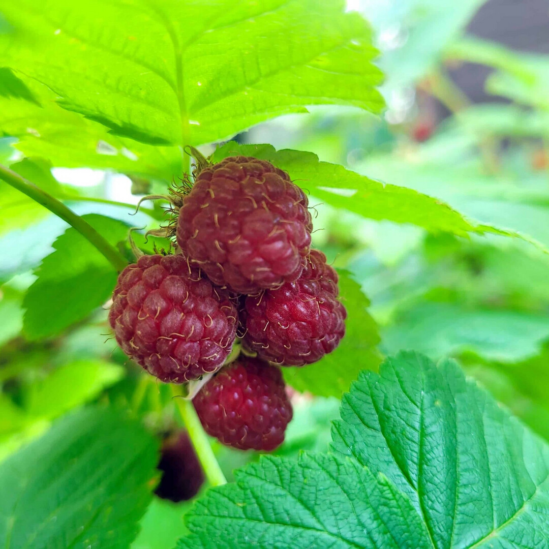 RusticWise's tweet photo. Our raspberry patch is finally back in full force after a few years of "meh" harvests. π The golden raspberry plant is also doing better. The golden berries look just like under-ripe berries, until you taste them, that is! π
#raspberry #raspberryplant #harvest #gardeningX https://t.co/PsaZjfgT8K