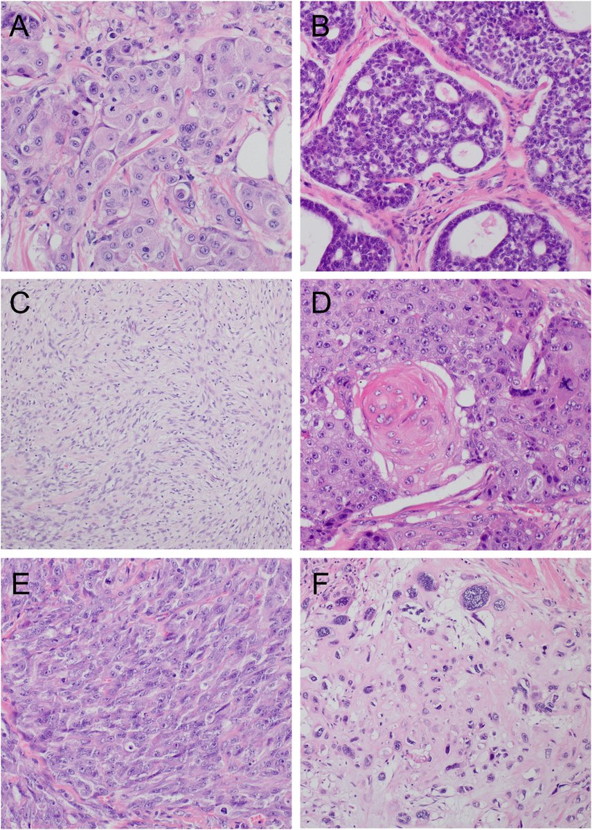 Human Pathology tweet media