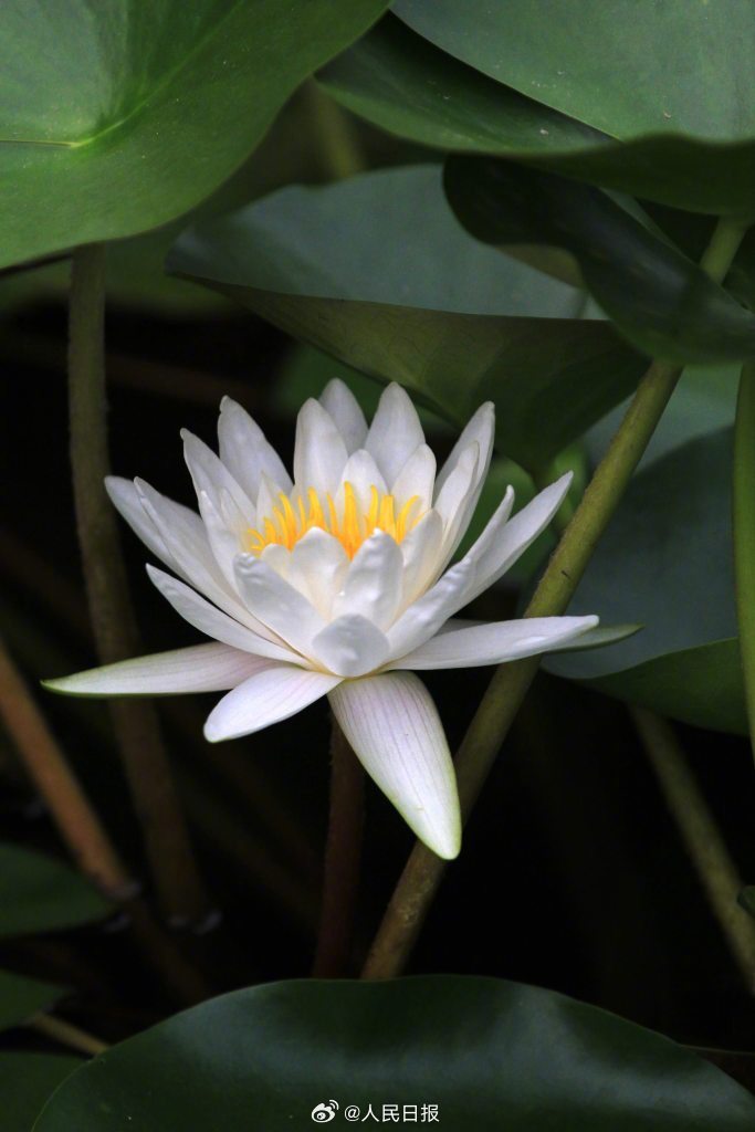 ChinaPearl52076's tweet photo. In Huai'an, Jiangsu, the century-old Qingyan Garden's water lilies bloomed after the rain, their fragrance wafting gently and pleasantly. Source: People's Daily https://t.co/IgMfDrJnS1