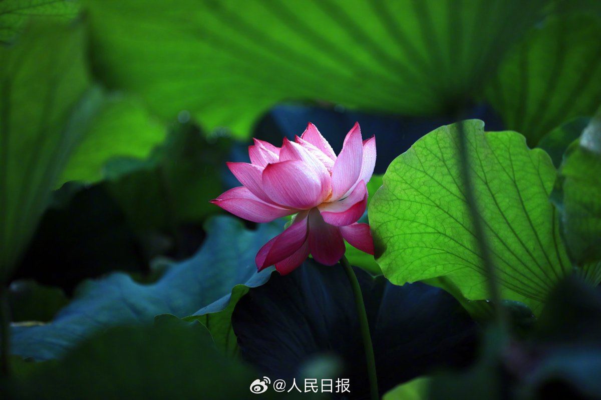 ChinaPearl52076's tweet photo. In Qingyan Garden, Huai'an, Jiangsu, the lotus flowers are in full bloom after the rain. Amidst the lush green lotus leaves, the elegant lotus flowers stand tall, exuding a graceful and captivating charm. Source: People's Daily https://t.co/uM33QpUenc